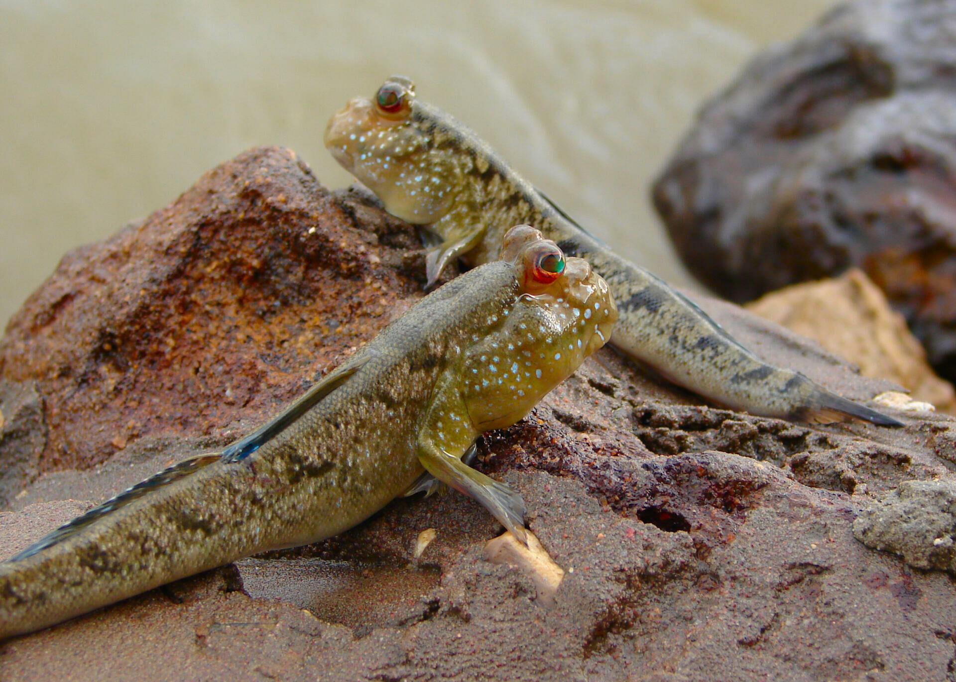Imagem do Mudskipper
